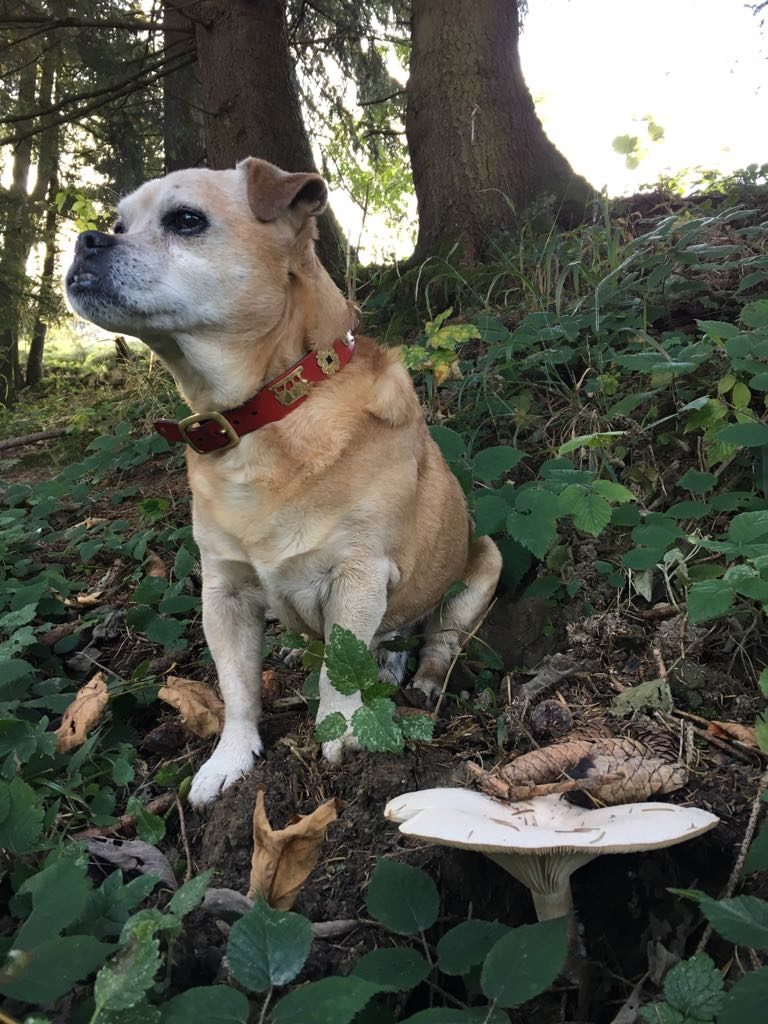 Hundeferien mit Herz | Hundebetreuung privat in der Ostschweiz