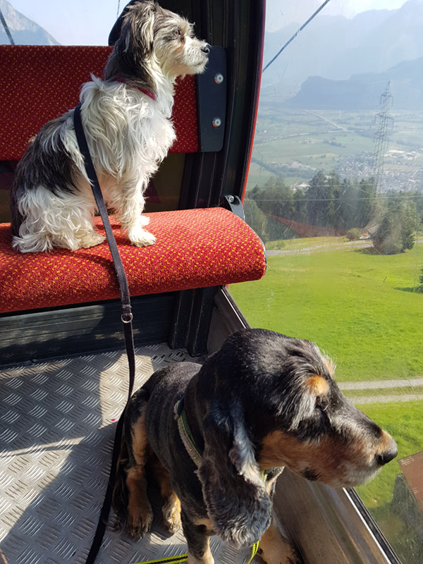 Impressionen Hundeferien mit Herz in der Ostschweiz